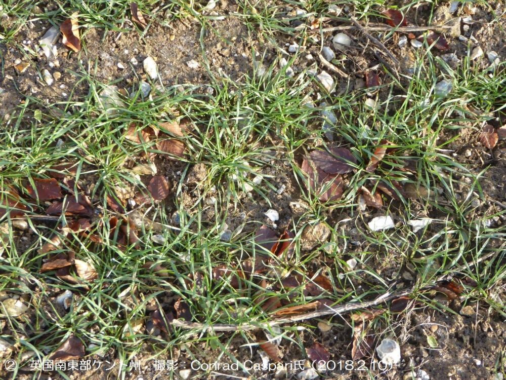 英国　冬小麦1-2